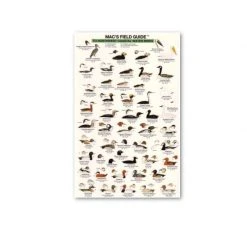 The Mountaineers Books Mac's FG: NW Coast Water Birds